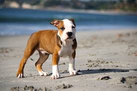 Every breed has their own dietary needs. 3 Best Dog Foods For Pit Bulls A Guide To Pittie Nutrition