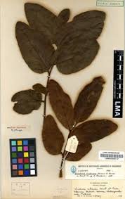 Image result for Viridivia