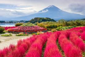 Don T Miss How To Plan Your Tokyo To Mount Fuji Day Trip