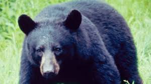 It is generally described as a percentage of the body weight, because each leg of a healthy person carries the full body weight… … Bear Seen In Southern New Mexico Officials Advise Public To Stay Away