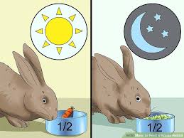 how to feed a house rabbit 10 steps with pictures wikihow