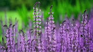 Pin On Gardening Tips On Terrace