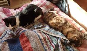 Cat Owners Claim New Felix As Good As It Looks Cat Food, 54% OFF