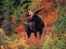 The All Mighty Maine Moose Comes Out To Play In Fall Moose Pictures Moose Animals Wild