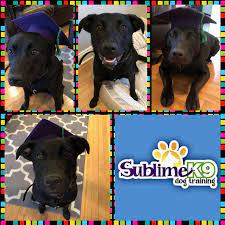 Long Island Dog Trainers Sublime K9 Dog Obedience Dogs Teach Dog To Come