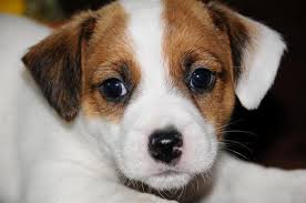 Why buy a labrador retriever puppy for sale if you can adopt and save a life? Puppies Free Ads July Clasf