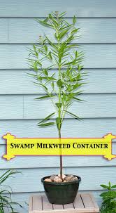 Asclepias Incarnata Swamp Milkweed For Monarch Butterflies Milkweed Plant Butterfly Garden Plants Swamp Milkweed