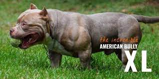The first american bully was bred in the united states between 1980 the american bully does have pit bull genes in its original genetic code, but other bull dog breeds. American Bully Xl Standard Regimen Bloodlines Breeding Faq