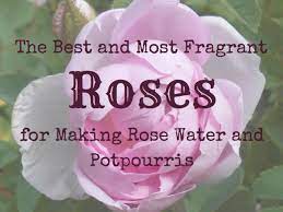 Double knock out rose| fragrant blooms on carefree landscape rose. The Best And Most Fragrant Roses For Making Rose Water Dengarden