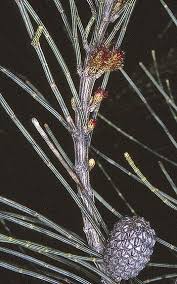 Image result for Casuarina littoralis