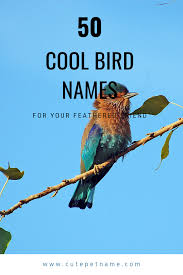 Types Of Birds You Can Have As Pets 50 Cool Bird Names For Your Feathered Friend Cute Pet Names Cute Names Funny Birds