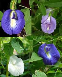Butterfly Pea A Flower Plant Towards Immortality Pea Flower Butterfly Pea Flower Flax Flowers