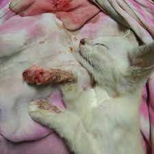 Welcome to animal medical center, lauderhill! Animal Medical Centre Jalan Tun Razak Kl Veterinarian