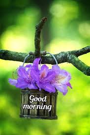 Download beautiful good morning images of tea, love, and romantic thoughts. 3970 Good Morning Pictures Images Photos