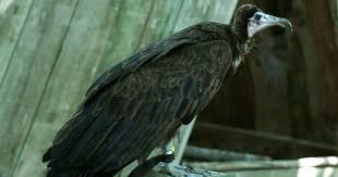Photo De Rapace Vautour Charognard Neophron Moine Necrosyrtes Monachus Hooded Vulture Vautour Moine Faune