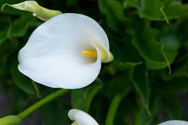 La patata anatra produce picchi di piccoli fiori bianchi. Significato Calla Significato Fiori Linguaggio Dei Fiori Calla