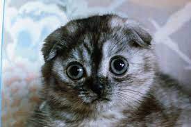 scottish fold cat scottish fold scottish fold cats