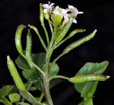 Image result for Nasturtium officinale