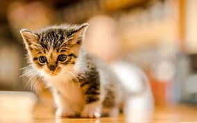 4 kitten needs good home pic hide this posting restore restore this posting. Small Kitten American Shorthair Cat Pets Cute Animals Blur Bokeh Small Cats Hd Wallpaper Peakpx