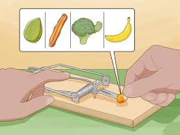 Black pepper can also produce a very sharp smell which is harmful to mice and rats. How To Get Rid Of Rats Without Harming The Environment