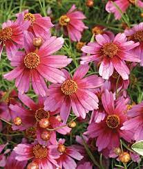 Pin On Garden Flowers