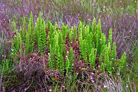 Image result for Chaseella pseudohydra