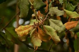 Image result for Phragmanthera