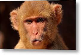 Amarkantak Metal Prints and Amarkantak Metal Art for Sale