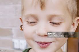 Bee Love Stock Photo