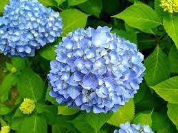 Hydrangeas Snowfall Flowers Mean Frigidity Vanity And Heavenly Thoughts Pretty Flowers Language Of Flowers Flowers