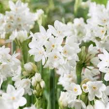 This blue and white crocus flower combination gives you a soft, pretty start to the spring. Garden State Bulb Flower Bulbs Garden Flowers The Home Depot