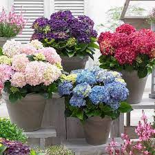 Be the first to review bouqet di ortensie in tessuto annulla risposta. Pin Su Fiori E Piante