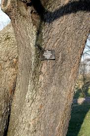Image result for Prunus serotina