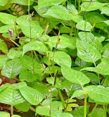 Image result for Brillantaisia lamium