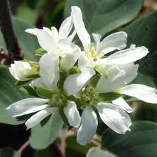 Image result for Amelanchier ovalis