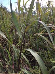 Image result for Axonopus flexuosus