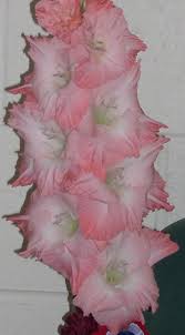 We did not find results for: Gladiolus Pink Elegance 443lm