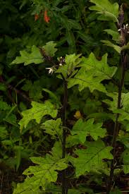 Image result for Solanum anguivi