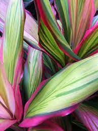 Cordyline Fruticosa Tropical Flower Plants Flower Art Plant Painting
