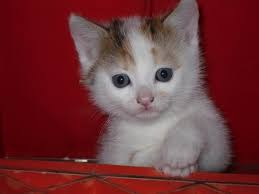 Little cat in the hands of a guardian. Cat Baby Cat Young Animal Free Stock Photos In Jpeg Jpg 2048x1536 Format For Free Download 585 22kb