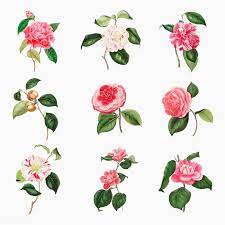 Download Premium Vector Of Vintage Set Of Pink Camellia Flowers Vector Flower Illustration Flowers Pink Flowers
