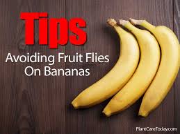 Tips Avoiding Fruit Flies On Bananas Fruit Flies Fruit Banana Fruit