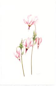 Joel Oppenheimer Audubon And Natural History Prints Audubon Prints Floral Art Botanical Watercolor