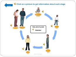 Morrisoneb Human Life Cycle