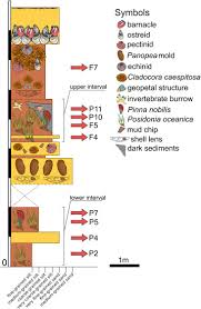 Image result for Emilia caespitosa