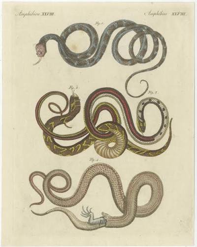 Antique Print of various Snakes including the Buff Striped Keelback Snake, 1800 For Sale at 1stDibs | arno breker snake, bronze keelback, snakes with fur