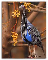 Big Bird With Colorful Feathers Pin On Vulturine Guineafowl