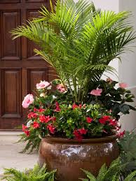 Watering is recommended to maintain lush after flowering they are dug up and stored for the winter. The Best Flowers For Pots In Full Sun Hgtv