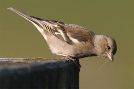 Wo Sind Die Vogel Hin Nabu Baden Wurttemberg