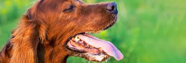 Dog Skin Care: Hot Weather and Hot Spots